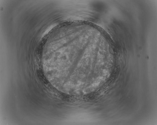 X0000074030871200609111711