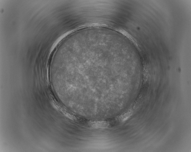 X0000074030886200609111711