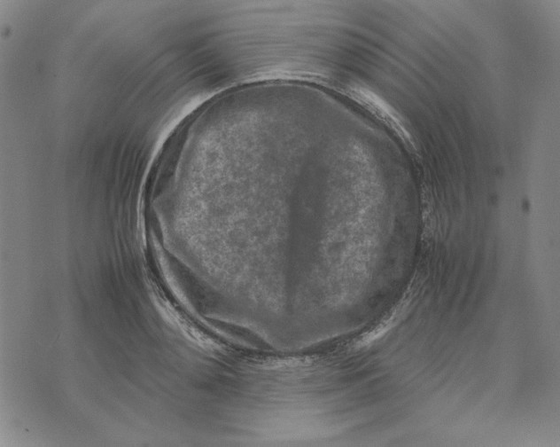 X0000074030892200609111711