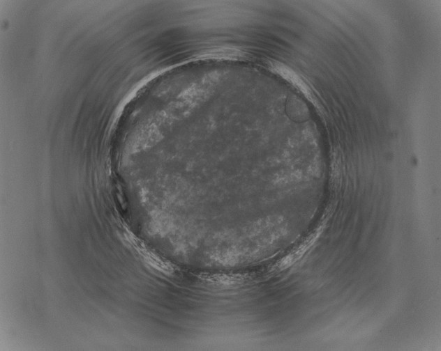 X0000074030923200609111710