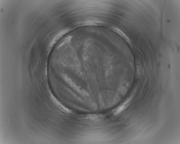 X0000074030938200609111710