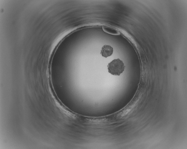 X0000074030951200609111710