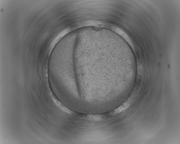 X0000074030954200609111710