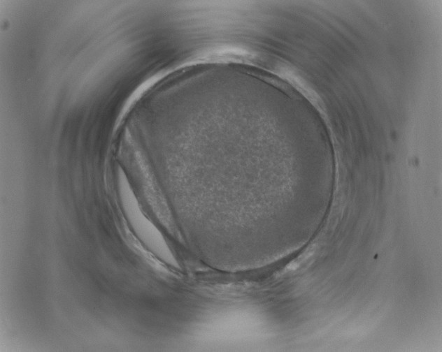 X0000074030960200609111710