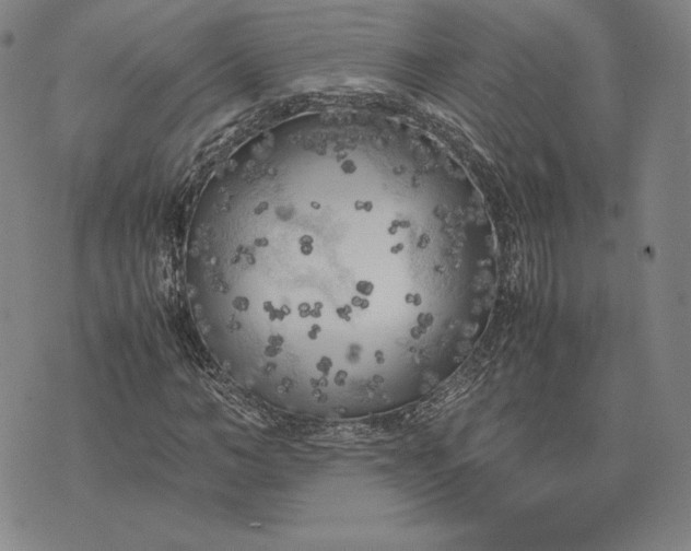 X0000074030966200609111710