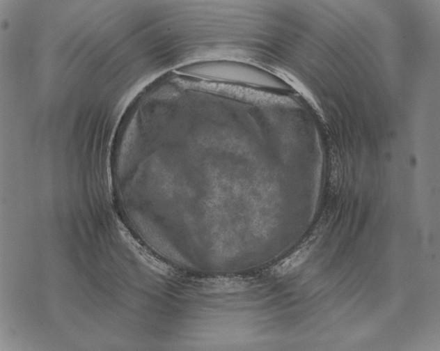 X0000074030980200609111709