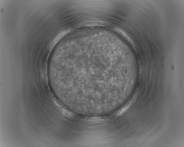 X0000074030986200609111709