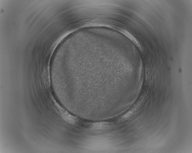 X0000074030988200609111709