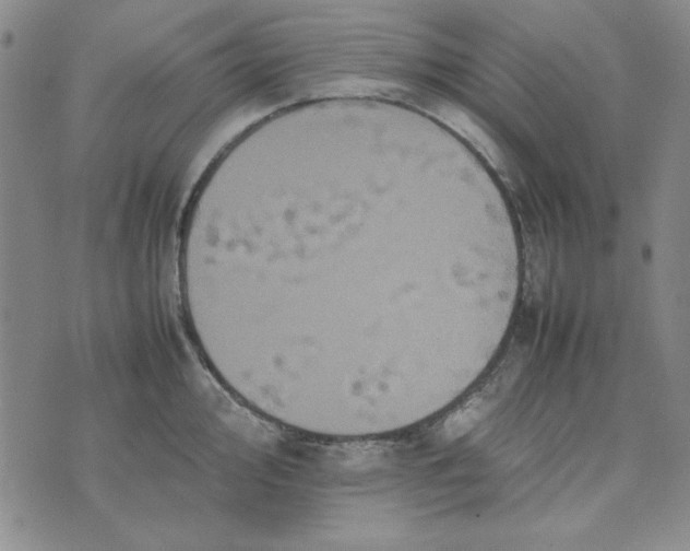 X0000074031000200609111709