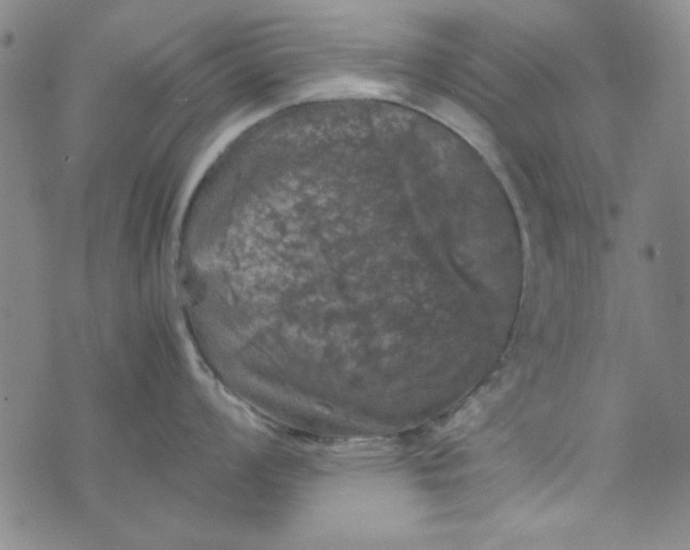 X0000074031008200609111709