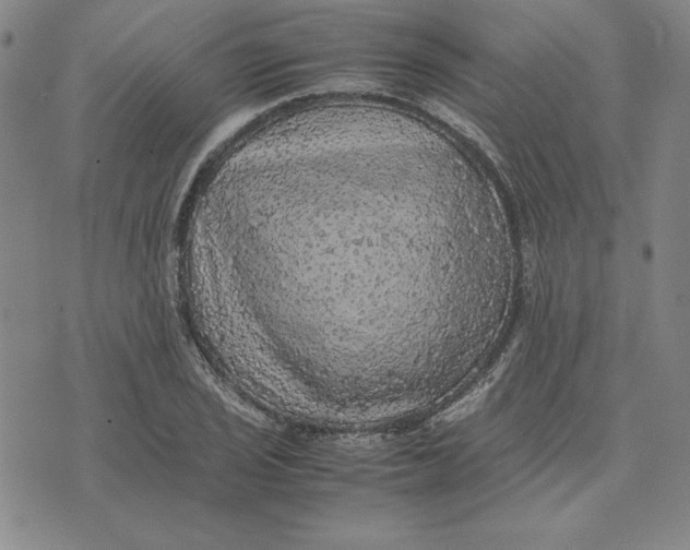 X0000074031029200609111708