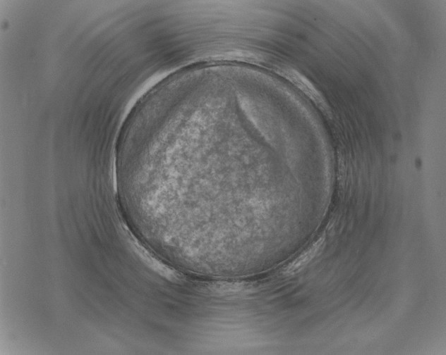 X0000074031036200609111709