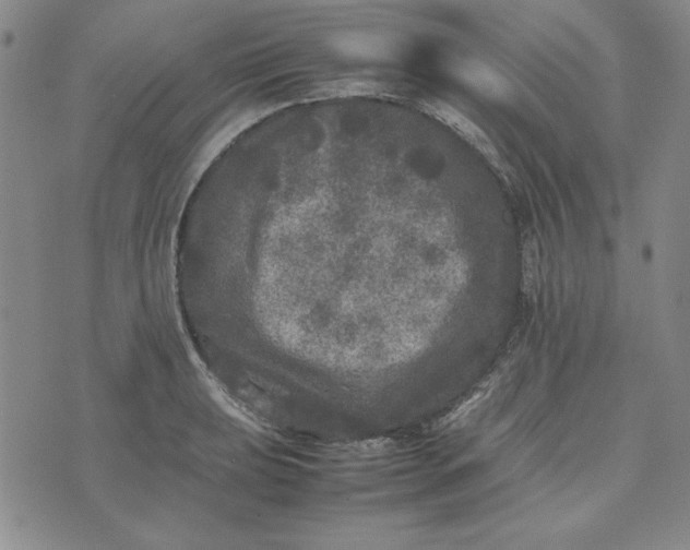 X0000074031039200609111709