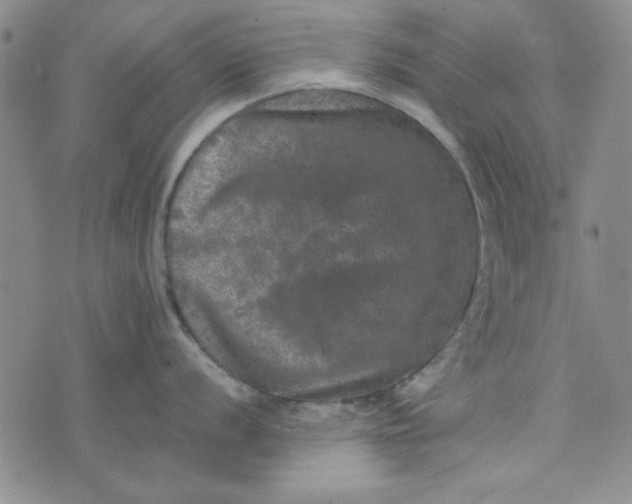 X0000074031056200609111709