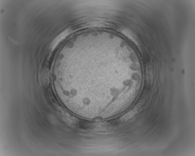 X0000074031067200609111708