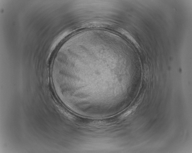 X0000074031075200609111708