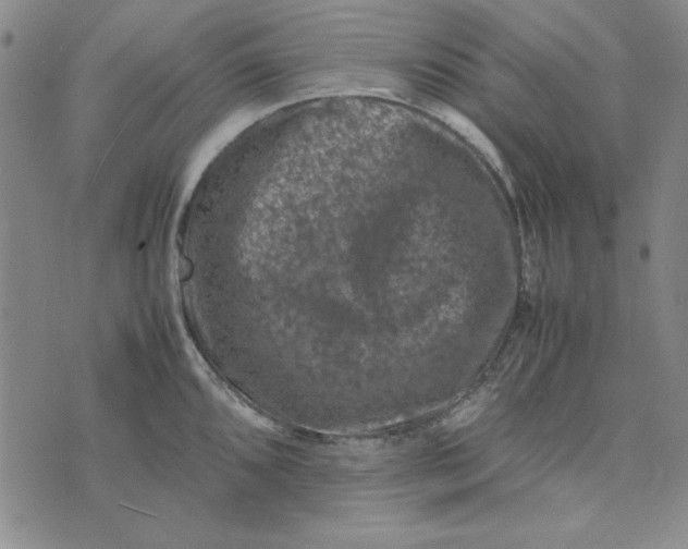 X0000074031096200609111707