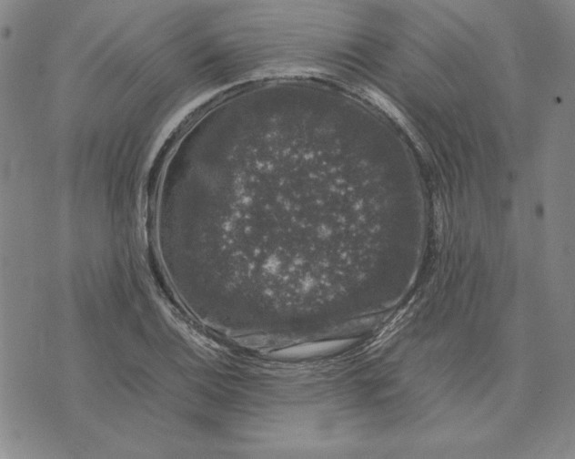 X0000074031124200609111707