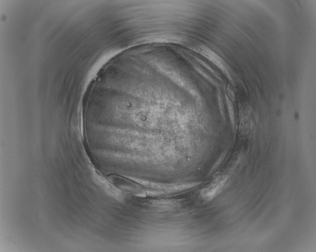 X0000074031132200609111707