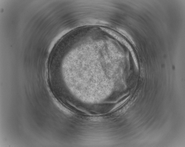 X0000074031136200609111707