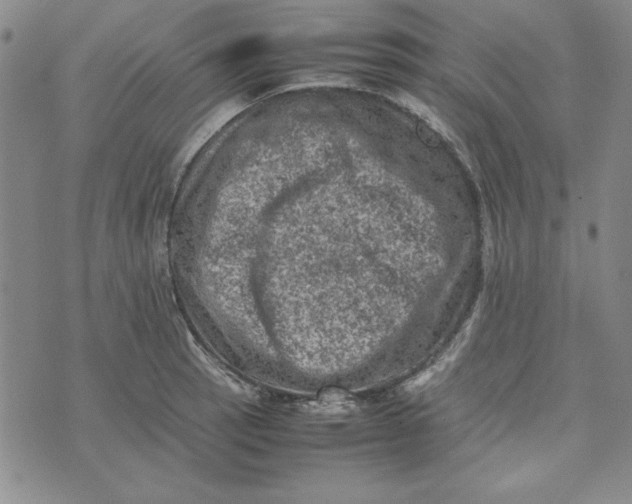 X0000074031137200609111707