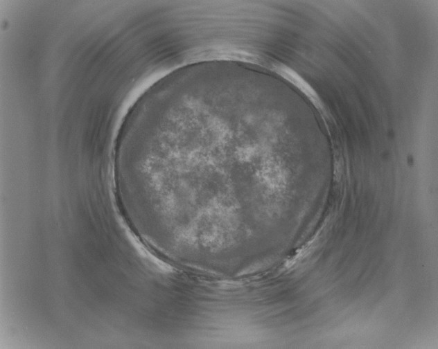 X0000074031144200609111707