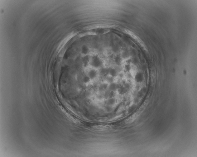 X0000074031185200609111706