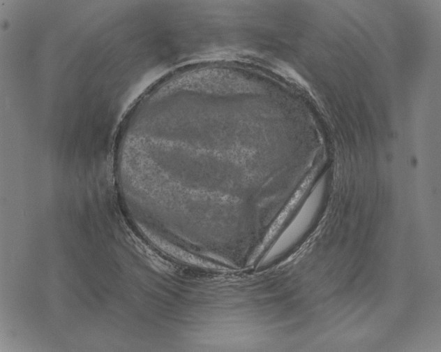 X0000074031216200609111705