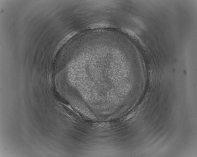 X0000074031217200609111705