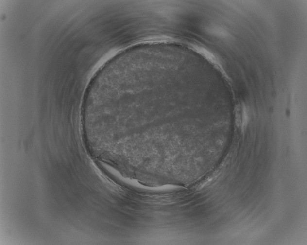 X0000074031229200609111705