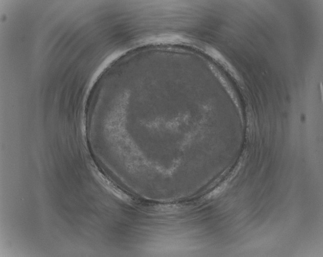 X0000074031232200609111705