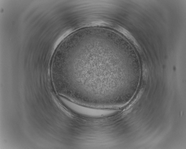 X0000074031234200609111705