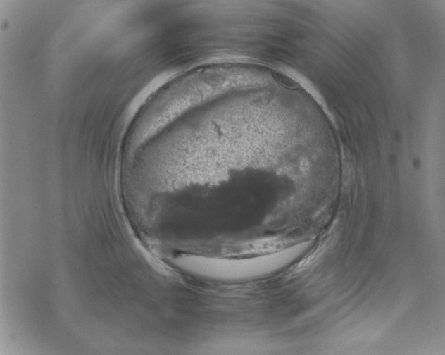 X0000074031245200609111706