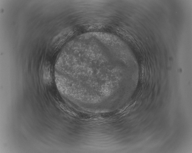 X0000074031250200609111705