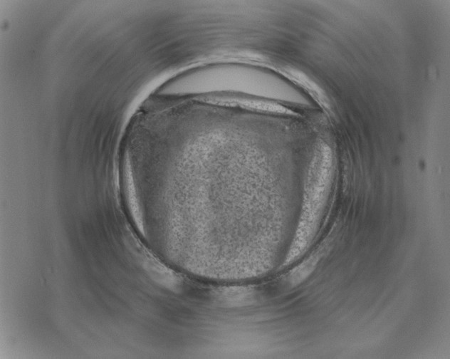 X0000074031280200609111704