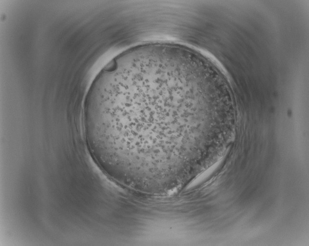 X0000074031295200609111704