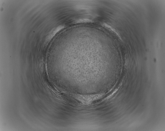 X0000074031313200609111704