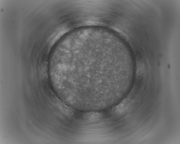 X0000074031314200609111704