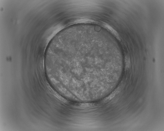 X0000074031322200609111704