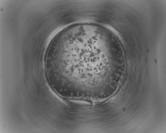 X0000074031335200609111704