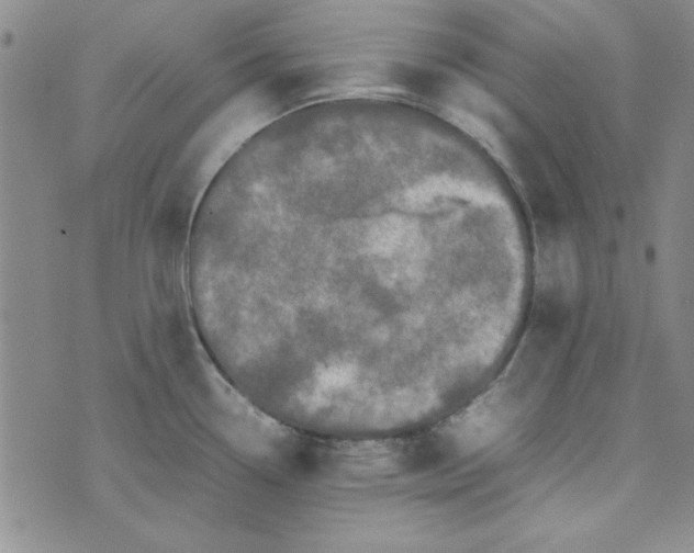 X0000074031338200609111704