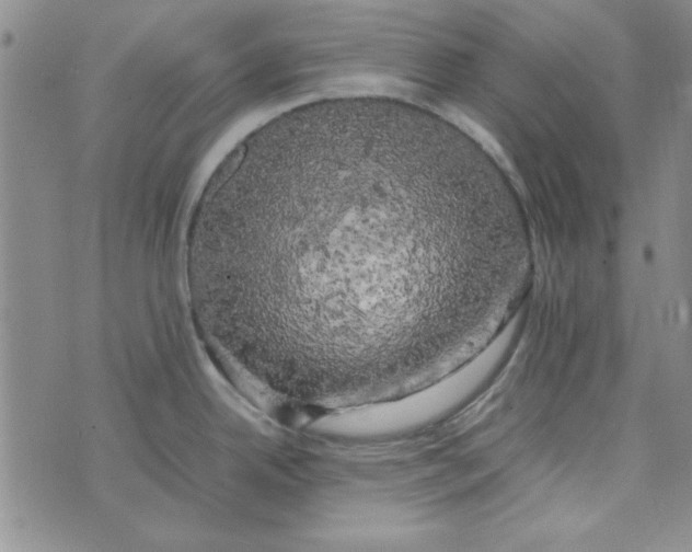 X0000074031342200609111704