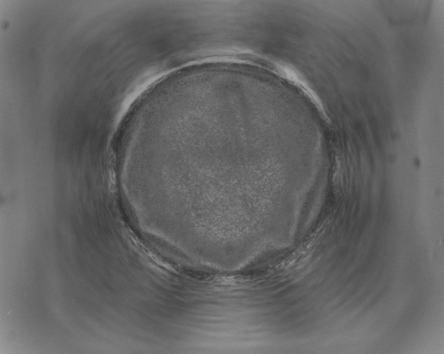 X0000074031360200609111703