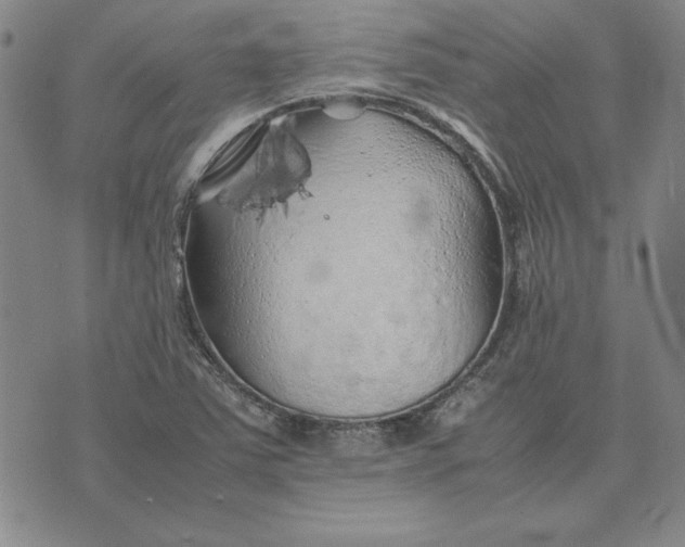 X0000074031363200609111703