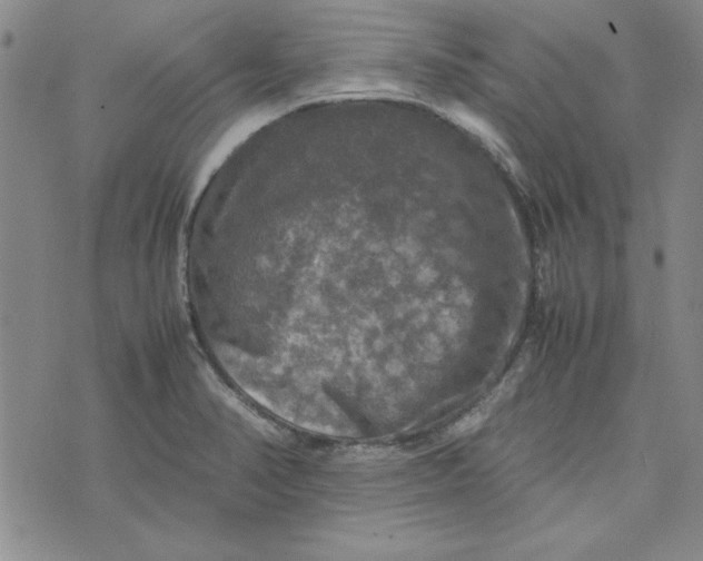 X0000074031374200609111703