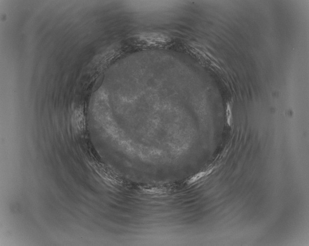 X0000074031395200609111702