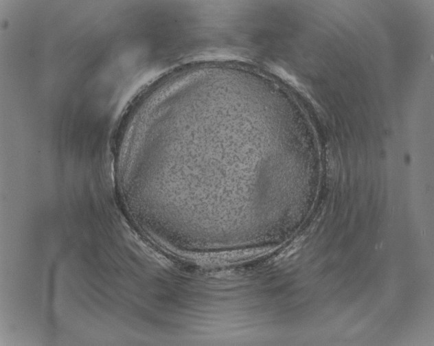 X0000074031408200609111702