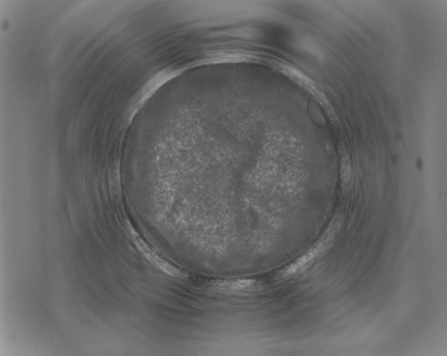 X0000074031417200609111702