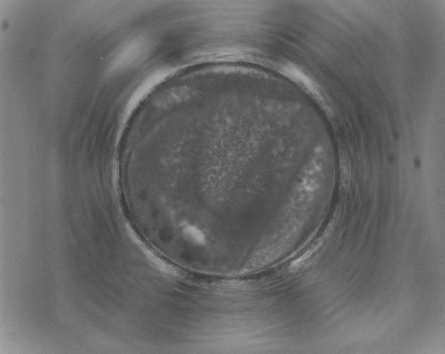 X0000074031424200609111702