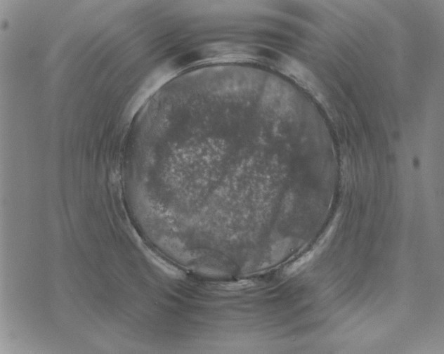 X0000074031425200609111702